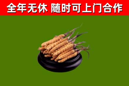 刚察回收冬虫夏草